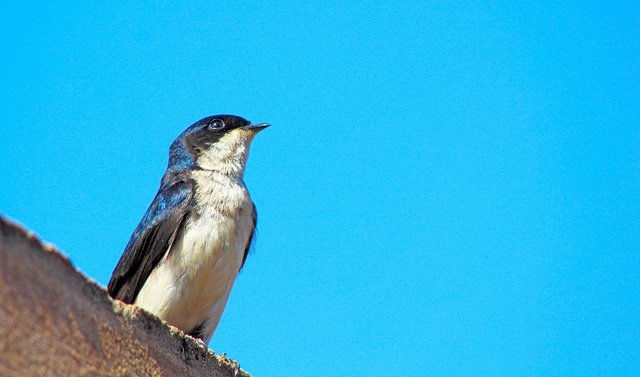 Free download Swallow Bird Blue Sky -  free photo or picture to be edited with GIMP online image editor