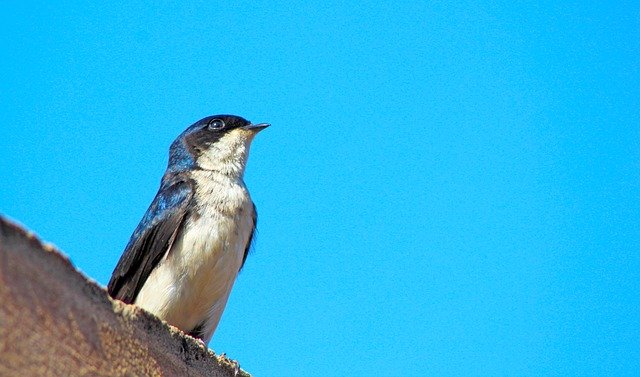 Muat turun percuma Swallow Bird Blue Sky - foto atau gambar percuma untuk diedit dengan editor imej dalam talian GIMP