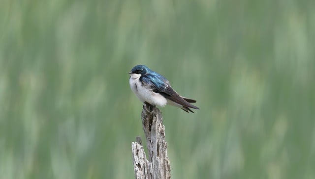 Free download swallow bird nature wildlife free picture to be edited with GIMP free online image editor