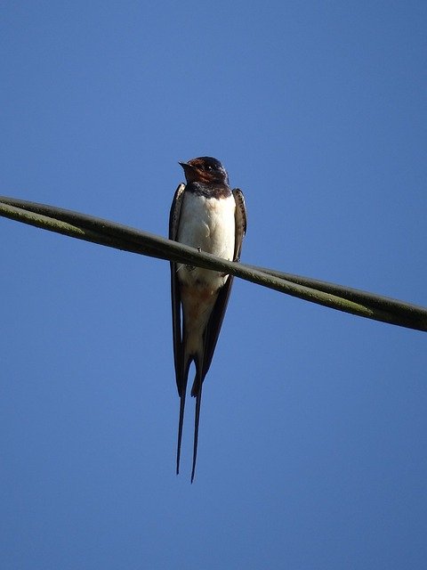 Free download Swallow Birds Sparrows -  free photo or picture to be edited with GIMP online image editor
