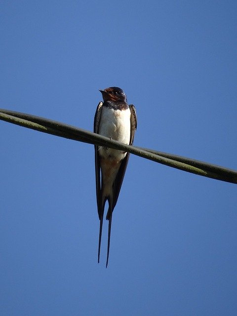 Téléchargement gratuit Hirondelles Oiseaux Moineaux - photo ou image gratuite à modifier avec l'éditeur d'images en ligne GIMP