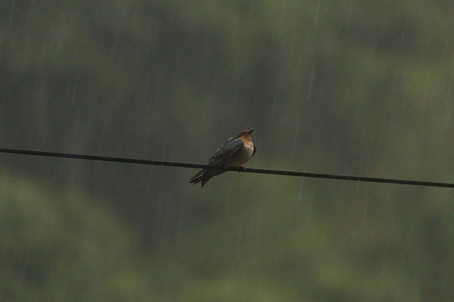 Free download Swallow Rain Bird -  free photo or picture to be edited with GIMP online image editor