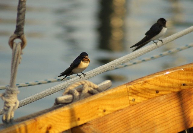 Free picture Swallows Barn Rest -  to be edited by GIMP free image editor by OffiDocs