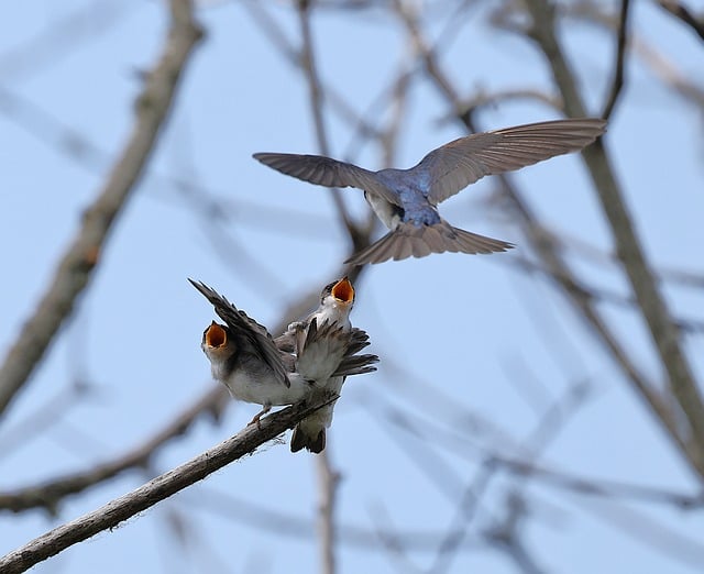 Free download swallows feeding babies wildlife free picture to be edited with GIMP free online image editor