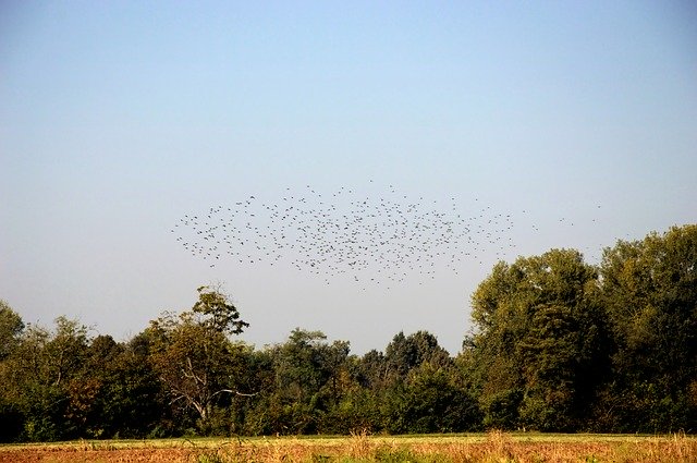 Free download Swallows Migration Flock -  free photo or picture to be edited with GIMP online image editor