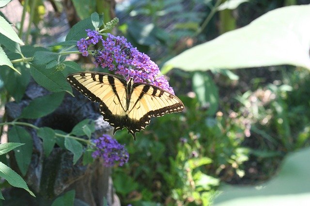 Free download Swallowtail Butterfly Butterflies -  free photo or picture to be edited with GIMP online image editor