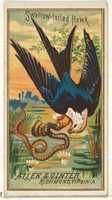 Free download Swallow-tailed Hawk, from the Birds of America series (N4) for Allen & Ginter Cigarettes Brands free photo or picture to be edited with GIMP online image editor