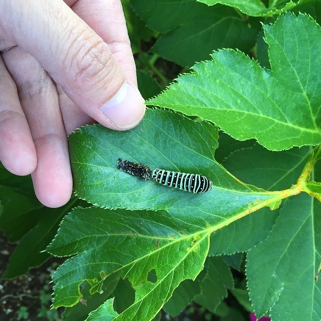 Free download swallowtail larva simasimaaomushi free picture to be edited with GIMP free online image editor