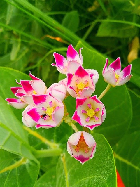 Muat turun percuma Swallow Wort Village - foto atau gambar percuma untuk diedit dengan editor imej dalam talian GIMP