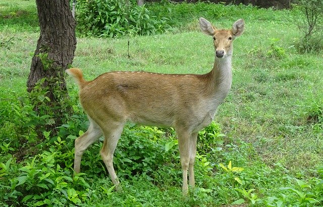 تحميل مجاني Swamp Deer Barasingha Female - صورة مجانية أو صورة ليتم تحريرها باستخدام محرر الصور عبر الإنترنت GIMP