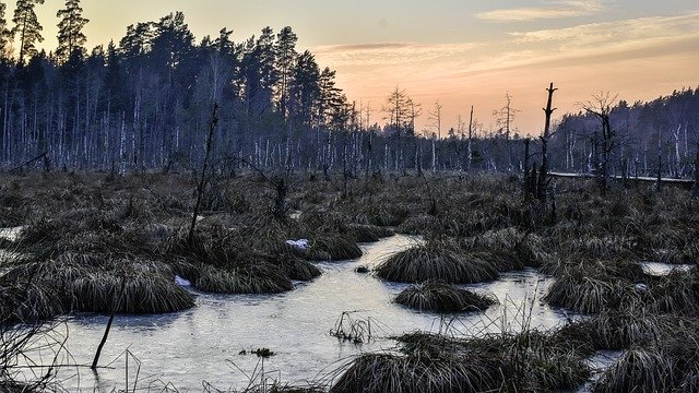 Download gratuito Swamp Ice Winter - foto o immagine gratuita da modificare con l'editor di immagini online di GIMP