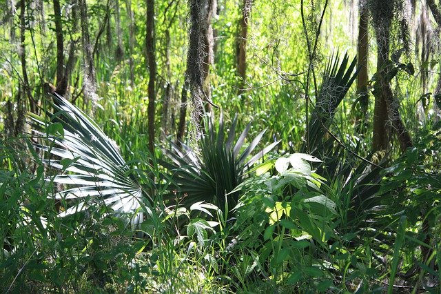 Template Photo Swamp Landscape Nature -  for OffiDocs