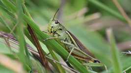 Free download Swamp Locust Field Grasshopper -  free video to be edited with OpenShot online video editor