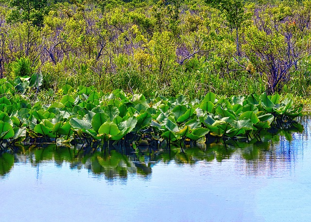Free download swamp marsh water cabbage skunk free picture to be edited with GIMP free online image editor