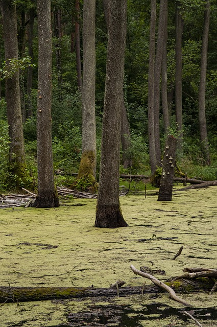 Free download swamp nature forest trees outdoors free picture to be edited with GIMP free online image editor