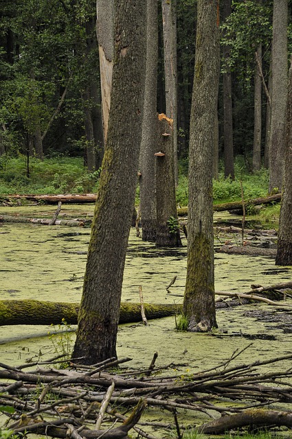 Free download swamp nature forest trees woods free picture to be edited with GIMP free online image editor
