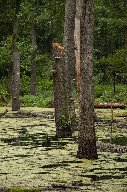 Free download swamp nature forest wilderness free picture to be edited with GIMP free online image editor