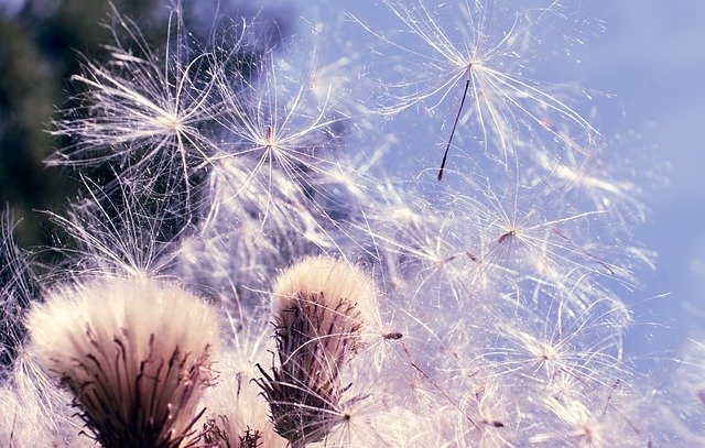 Téléchargement gratuit Swamp Scratch Thistle Pollen - photo ou image gratuite à éditer avec l'éditeur d'images en ligne GIMP