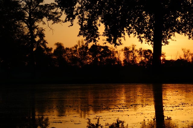 Free download swamp sunset trees nature lake free picture to be edited with GIMP free online image editor