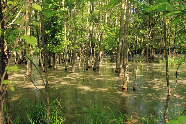 Free download swamp usa missouri free picture to be edited with GIMP free online image editor