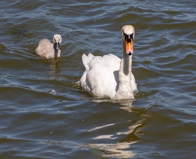 Free picture Swan And Cygnet Young -  to be edited by GIMP free image editor by OffiDocs