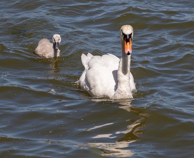 Free download Swan And Cygnet Young -  free photo or picture to be edited with GIMP online image editor