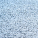 Swan and the lake  screen for extension Chrome web store in OffiDocs Chromium