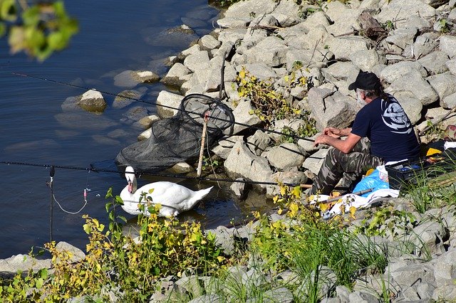 Bezpłatne pobieranie Swan Angler Fisherman - bezpłatne zdjęcie lub obraz do edycji za pomocą internetowego edytora obrazów GIMP