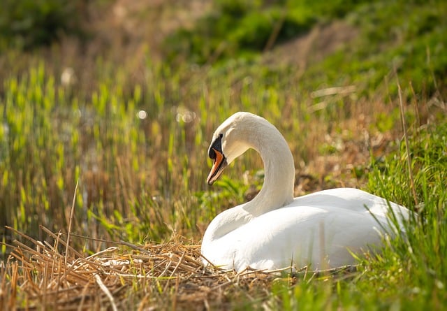 Free download swan animal bird nature nest free picture to be edited with GIMP free online image editor