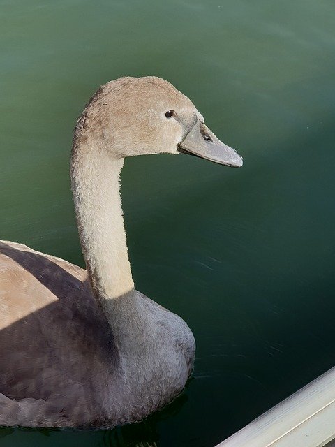 Descărcare gratuită Swan Animal Children Water - fotografie sau imagini gratuite pentru a fi editate cu editorul de imagini online GIMP