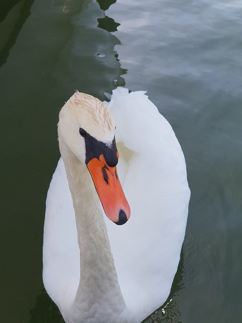 Free download Swan Animal Nature Water -  free photo or picture to be edited with GIMP online image editor