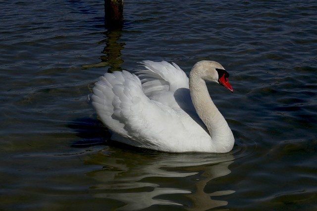 Free download Swan Animals Water -  free photo or picture to be edited with GIMP online image editor
