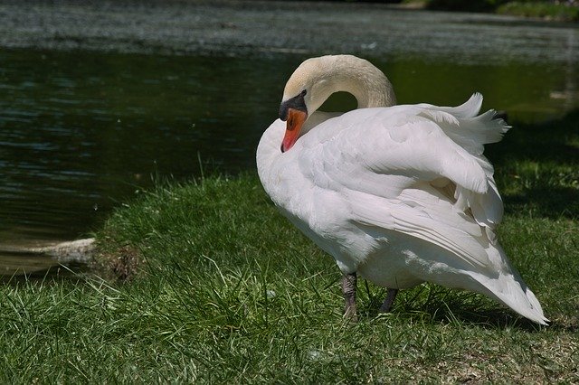 Free download Swan Animal Water -  free photo or picture to be edited with GIMP online image editor