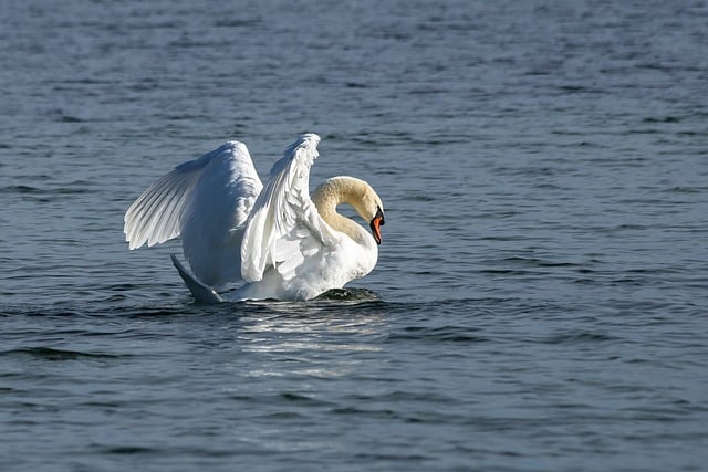 Free download swan animal wildlife bird free picture to be edited with GIMP free online image editor