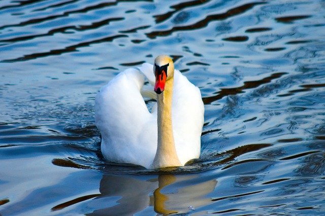 Free download Swan Ave Bird Out Of Water -  free photo or picture to be edited with GIMP online image editor