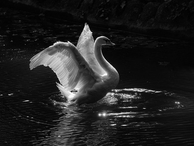 Free picture Swan Ave Nature -  to be edited by GIMP free image editor by OffiDocs