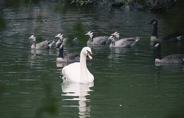 Free download swan bar headed geese lake free picture to be edited with GIMP free online image editor