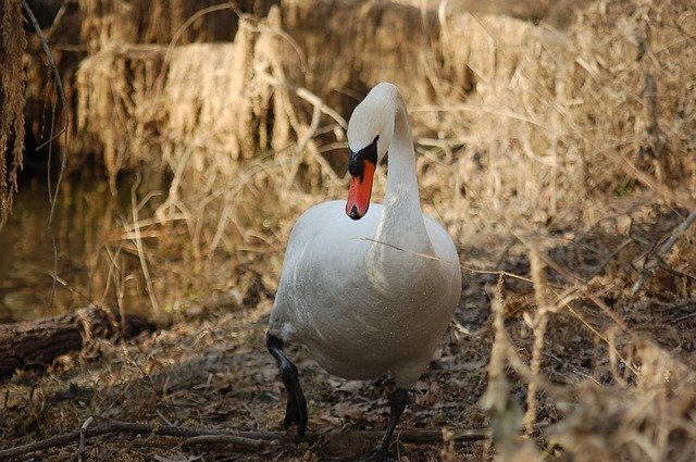 Free download Swan Beak Feathers -  free photo or picture to be edited with GIMP online image editor