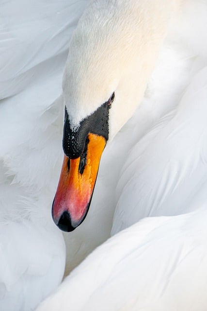 Free download swan beak feathers plumage avian free picture to be edited with GIMP free online image editor