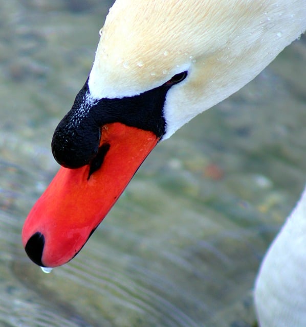 Free download swan beak mute swan water bird free picture to be edited with GIMP free online image editor