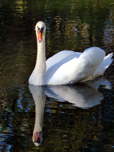 Gratis download Swan Beak Nature - gratis foto of afbeelding om te bewerken met GIMP online afbeeldingseditor