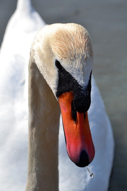 Free download swan beak water neck portrait free picture to be edited with GIMP free online image editor