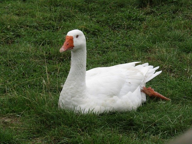 Free download Swan Bird -  free photo or picture to be edited with GIMP online image editor