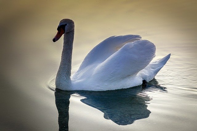 Free picture Swan Bird Animal -  to be edited by GIMP free image editor by OffiDocs