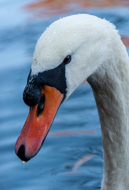 Free download swan bird animal beak water bird free picture to be edited with GIMP free online image editor