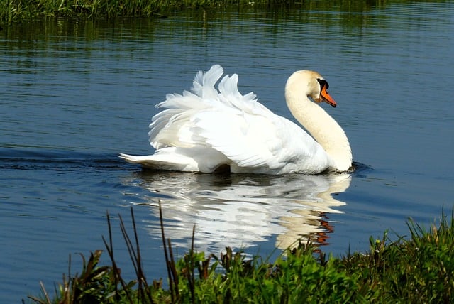 Free download swan bird animal feathers plumage free picture to be edited with GIMP free online image editor