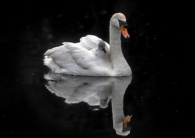Free download swan bird animal lake water free picture to be edited with GIMP free online image editor
