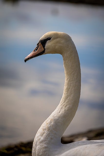 Free download swan bird animal nature pose lake free picture to be edited with GIMP free online image editor