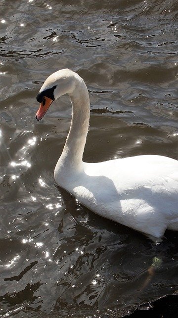 Free download Swan Bird Animal Water -  free photo or picture to be edited with GIMP online image editor