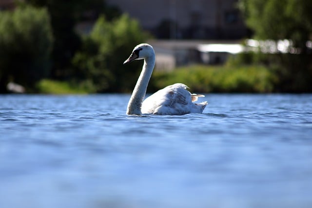 Free download swan bird animal waterfowl free picture to be edited with GIMP free online image editor